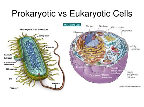 Universal features of cells. Characteristics of prokaryotic cells. Surface area-to-volume ratio. Introduction Take a moment and look at yourself. How many organisms do you see? Your first thought might be that there's just …